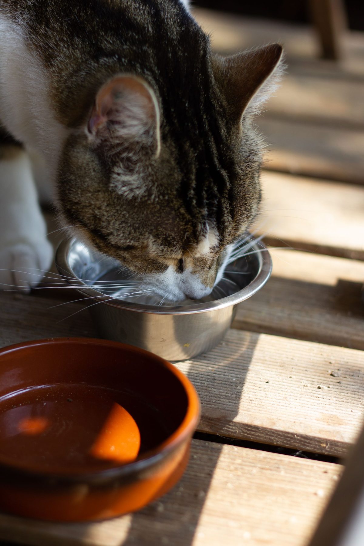 Tabby cat drinking water from a stainless-steel bowl, illustrating hydration as an everyday pet nutrition routine.